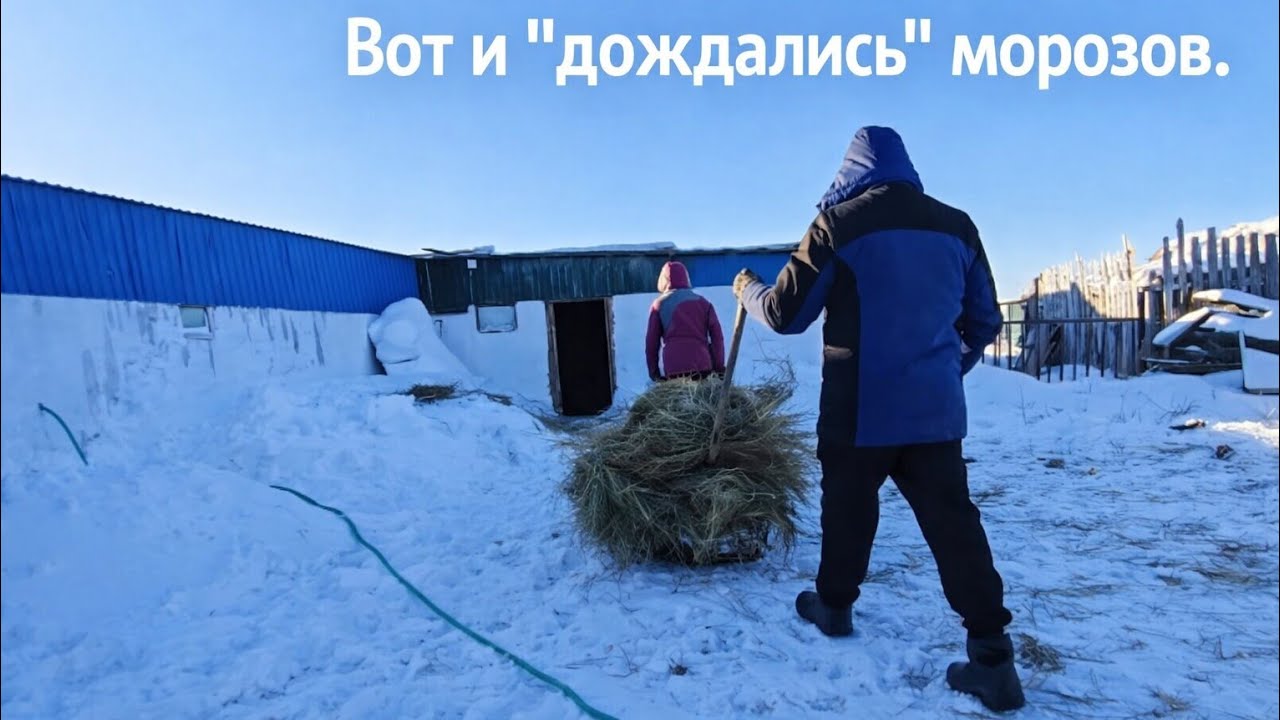 Сельские будни: утро со скотом, домашние вафли и дорога в город. 