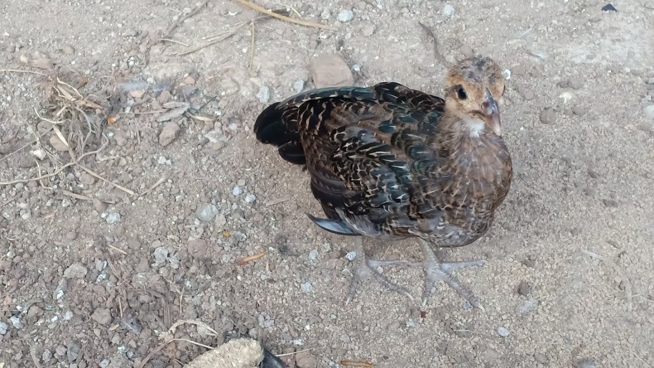 Si Zylong JR Anak Ayam Hutan Hijau Dan Ayam Bekilus