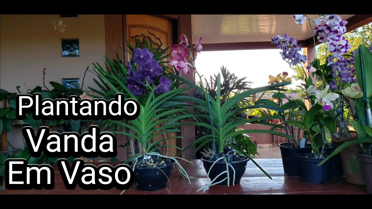 Como PLANTAR ORQUÍDEA VANDA em VASO | Juliane Becker