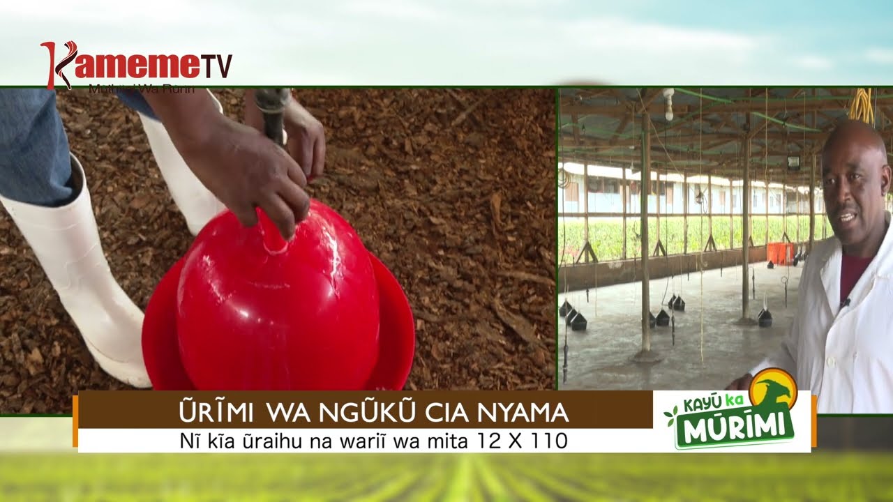 KAYU KA MURIMI: Urimi wa nguku cia nyama