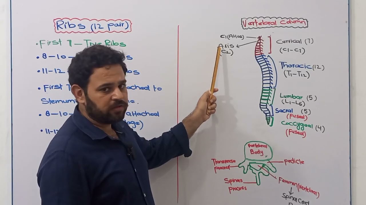 Vertebral column | Ribs | Axial Skeleton | Class12 | NBF | FBISE | Support and Locomotion