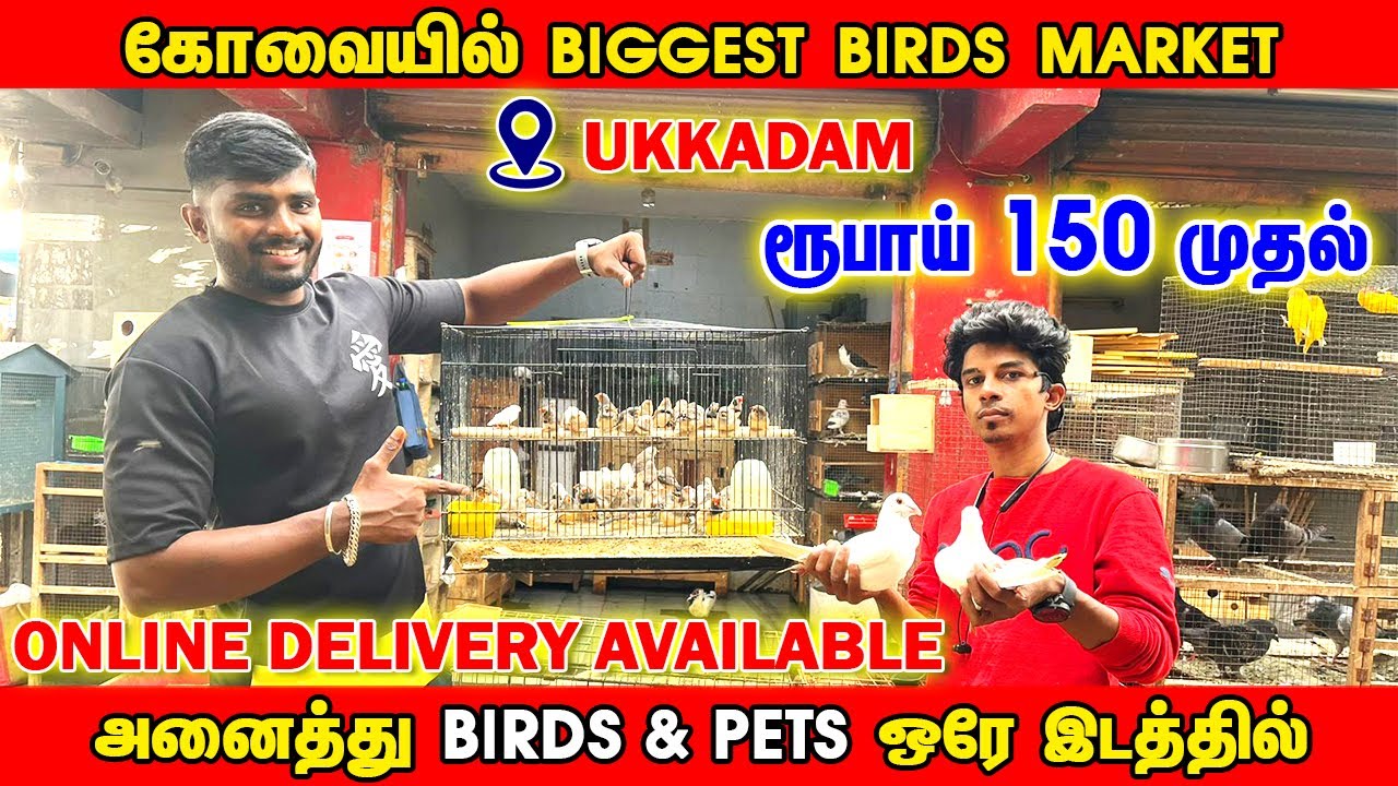 கோவையில்😱| Biggest  Birds Market | குறைந்த விலையில் Pets வாங்க விற்க | Ukkadam Birds Market