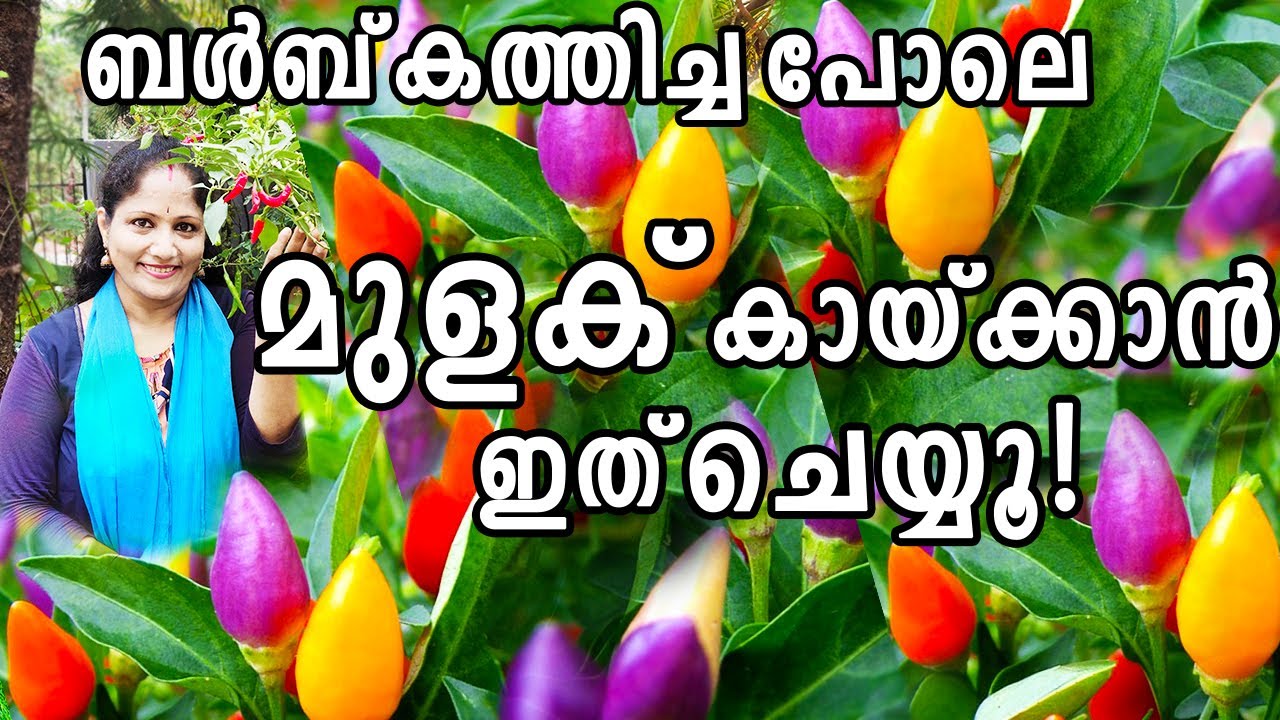 ബൾബ് കത്തിച്ച പോലെ മുളക് കായ്ക്കാൻ ഇത് ചെയ്യൂ! | Chilli plant care for better yield!