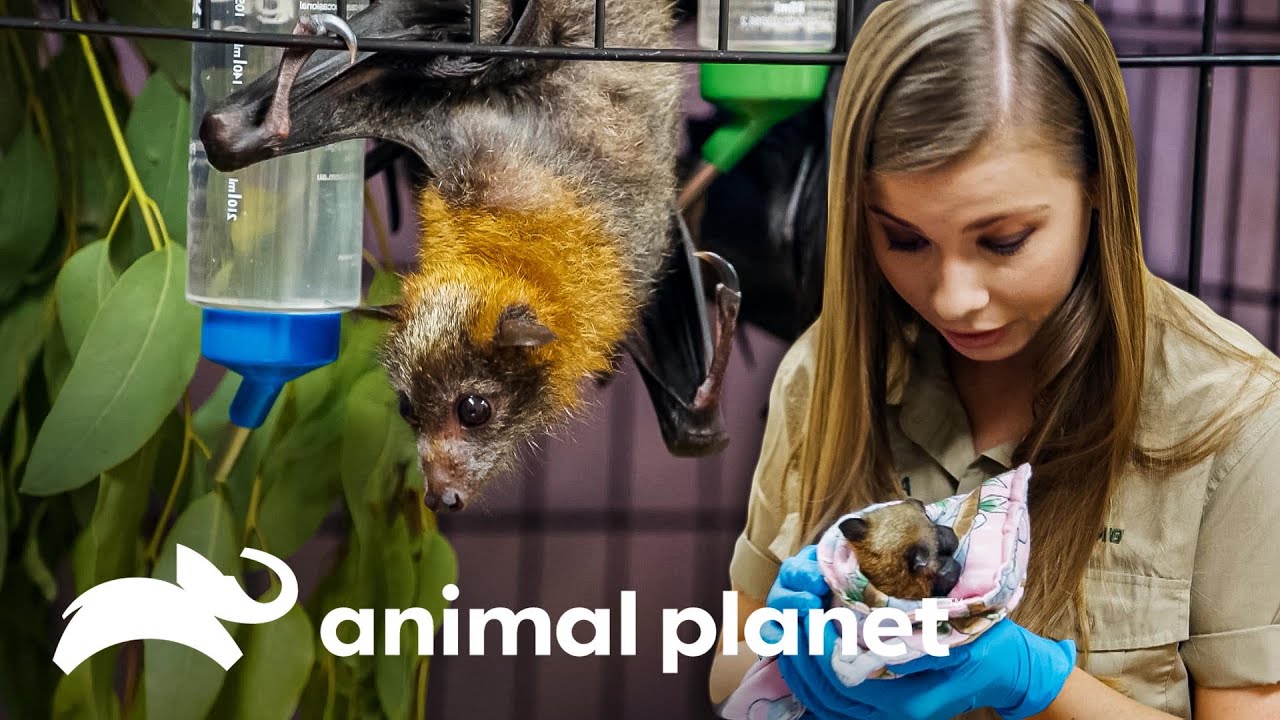 Rescate y tratamiento de zorros voladores | Los Irwin: Robert al rescate | Animal Planet
