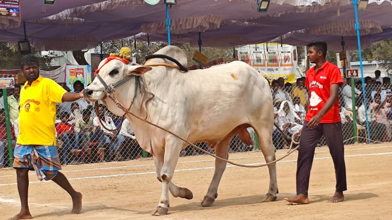 రెంటచింతల గ్రామం సీనియర్స్ విభాగం 3వ జత అక్కినేని ముకుల్ సత్య చౌదరి, మల్లవల్లి,కృష్ణా జిల్లా...*🎄
