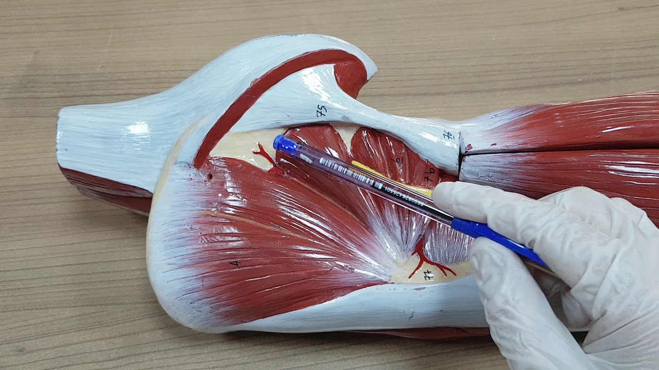 Alt ekstremite-Gluteal bölge kasları