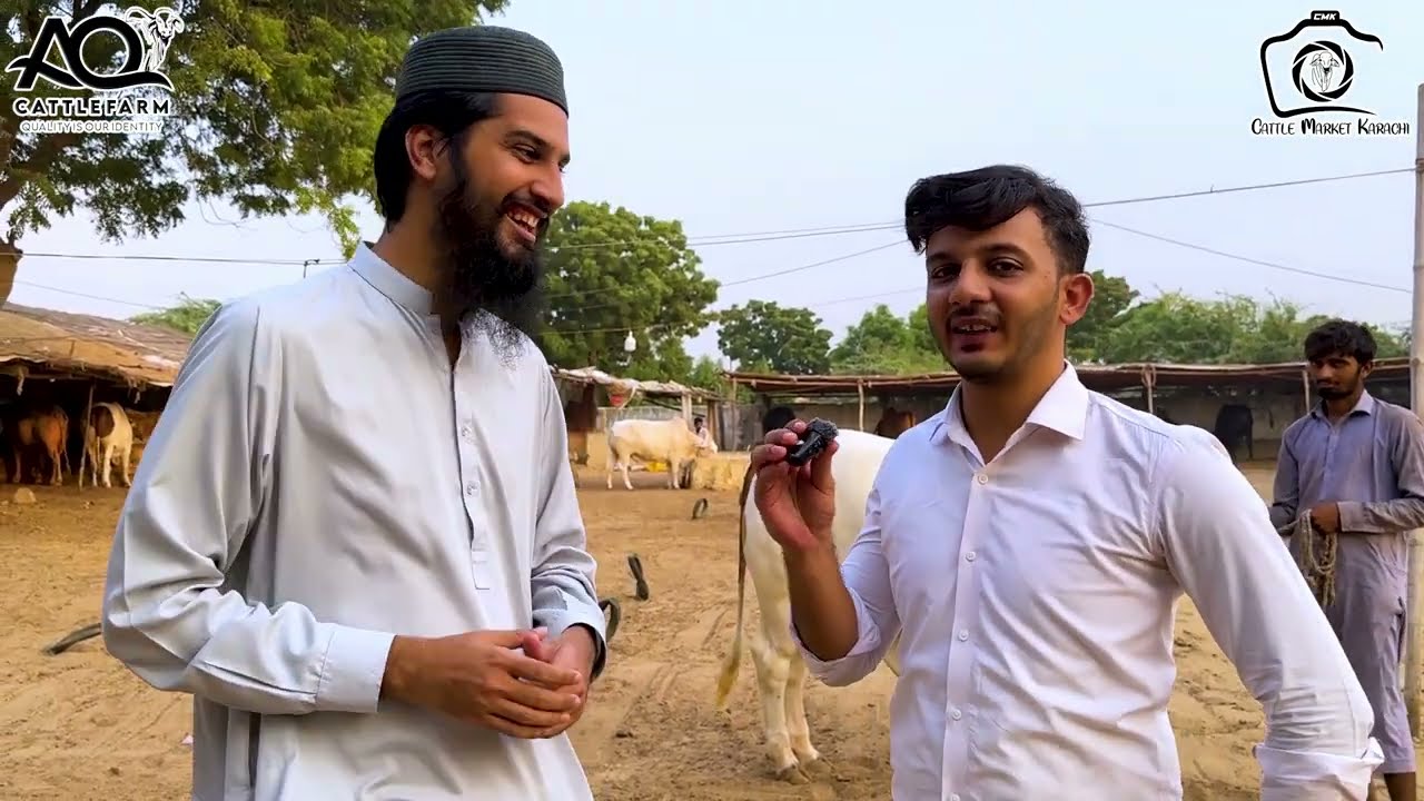 02 Bulls SOLD | Vaccination of New Stock | AQ Cattle Farm