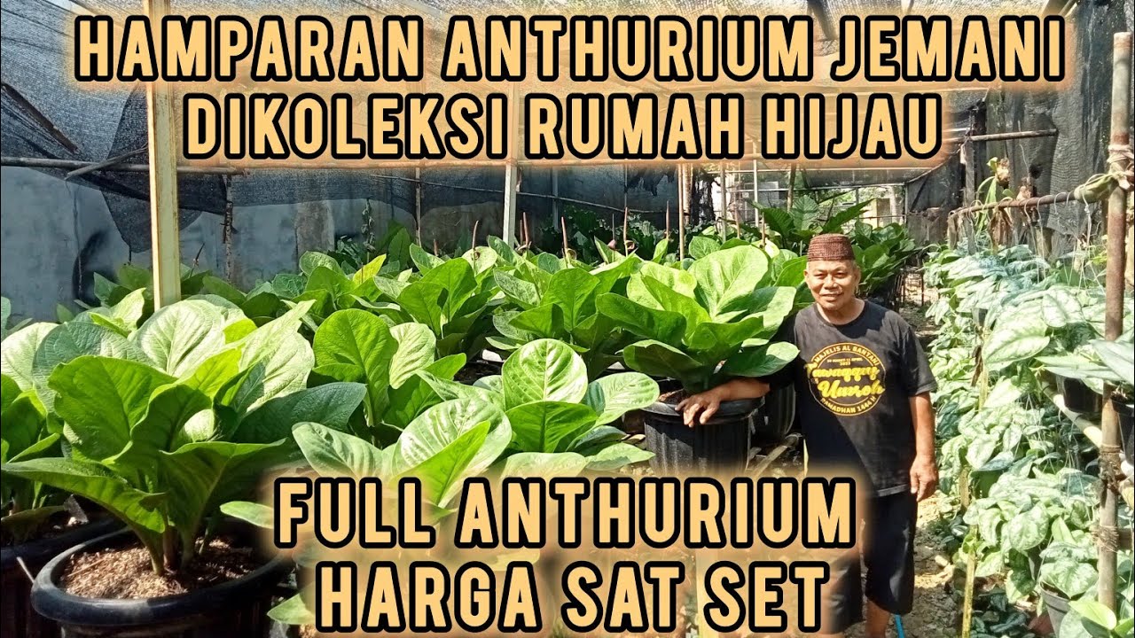HAMPARAN ANTHURIUM DIKOLEKSI RUMAH HIJAU ‼️BERBAGAI UKURAN HARGA SAT SET , TANAMANYA SUBUR & SEHAT