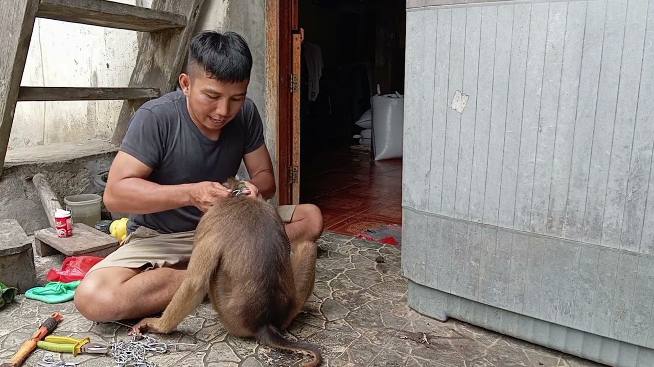 cara mengganti rantai tali beruk yang aman dan nyaman, #hewanpeliharaan #beruklucu #beruk