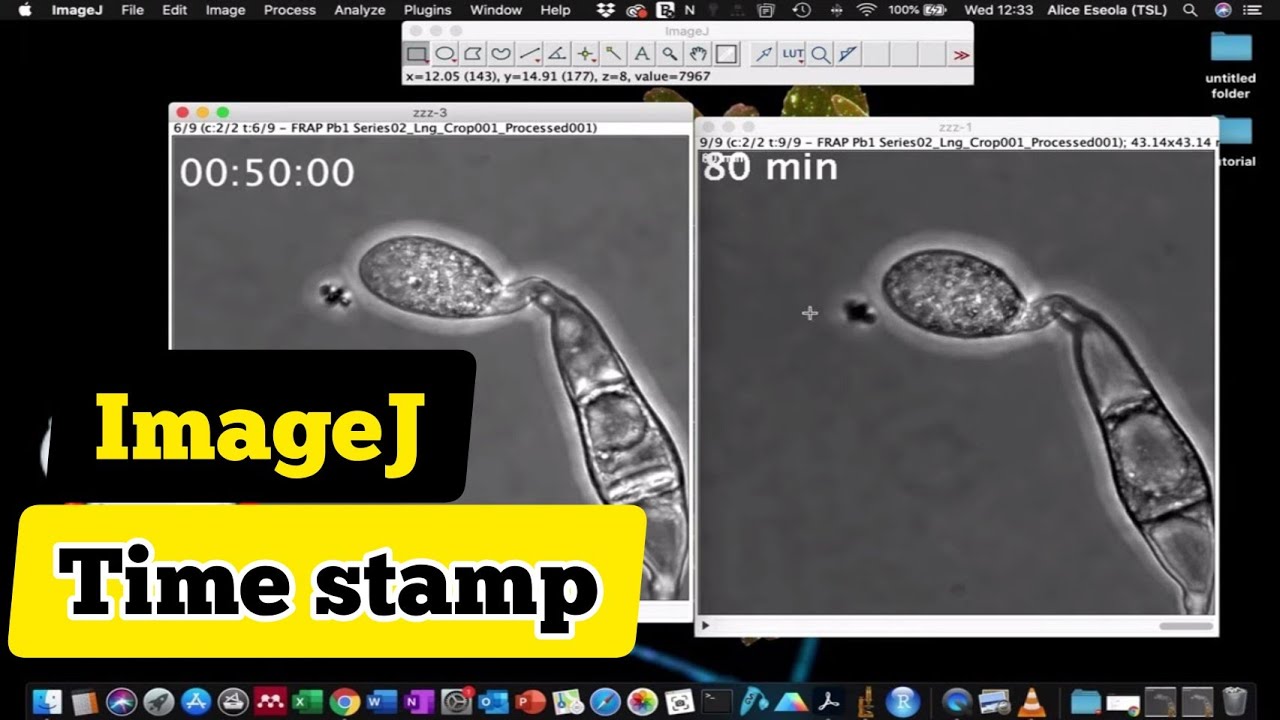 Как добавить временную метку к видео в ImageJ (2 способа) | анализ изображений, полученных с помо...