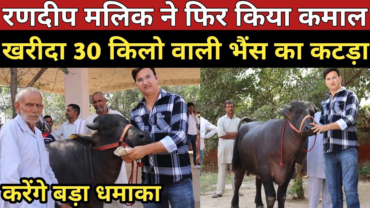रणदीप मलिक ने फिर किया कमाल, खरीदा 30 किलो वाली भैंस का कटड़ा II Randeep Malik (9817131733)