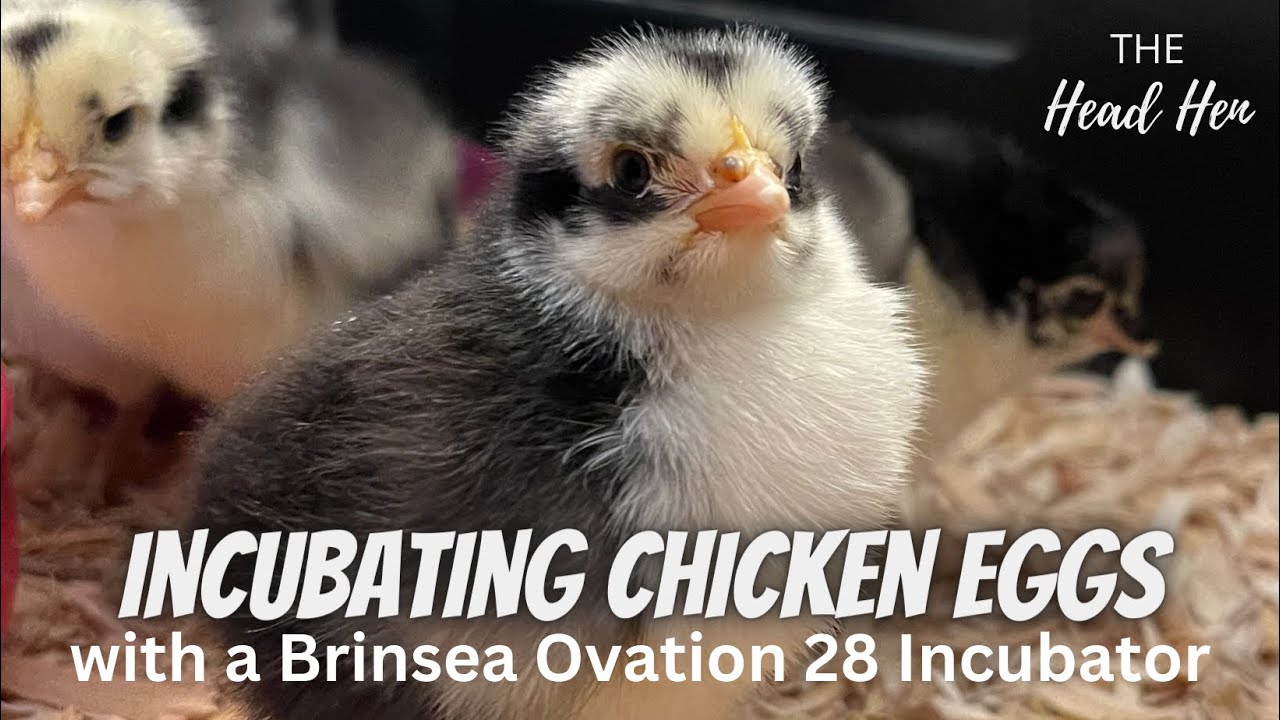 Our First Time Incubating Eggs #brinsea #hatching #hatchingchicks