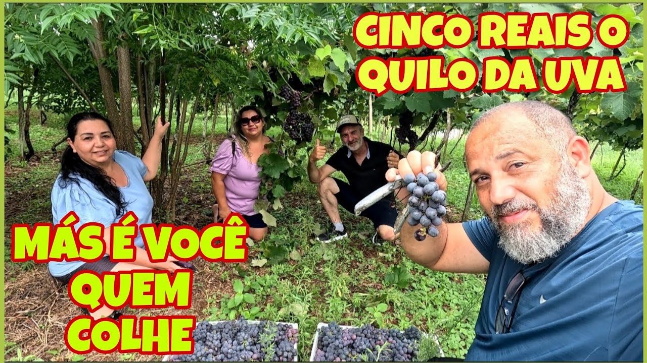A UVA É MUITO BARATA MAS É VOCÊ QUEM COLHE / QUEBRANDO A ROTINA #viagem #turismo 
