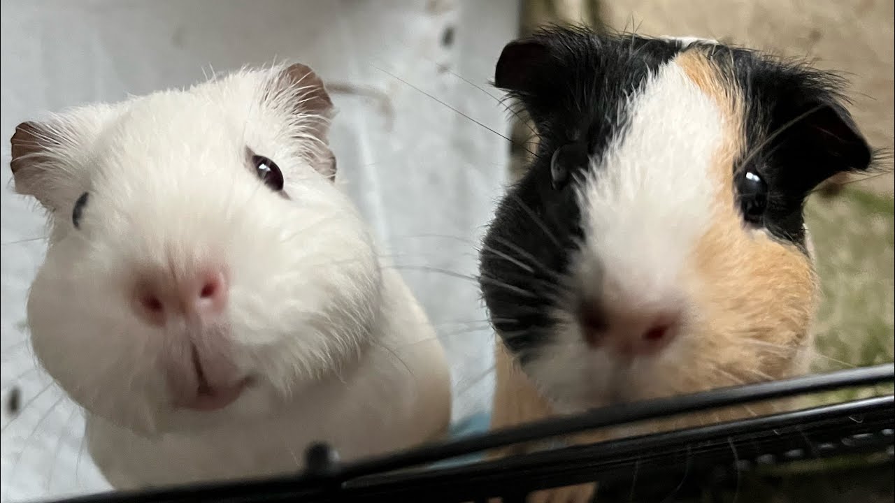Krótki vlog ze świnkami🥕🥒🍎🫜