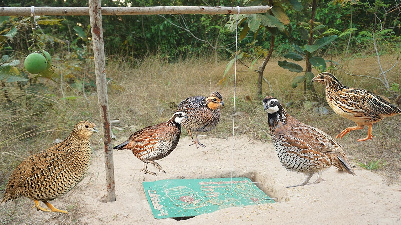 Creative Build Unique Underground Quail Bird Trap Make From Deep Hole & Paper Box