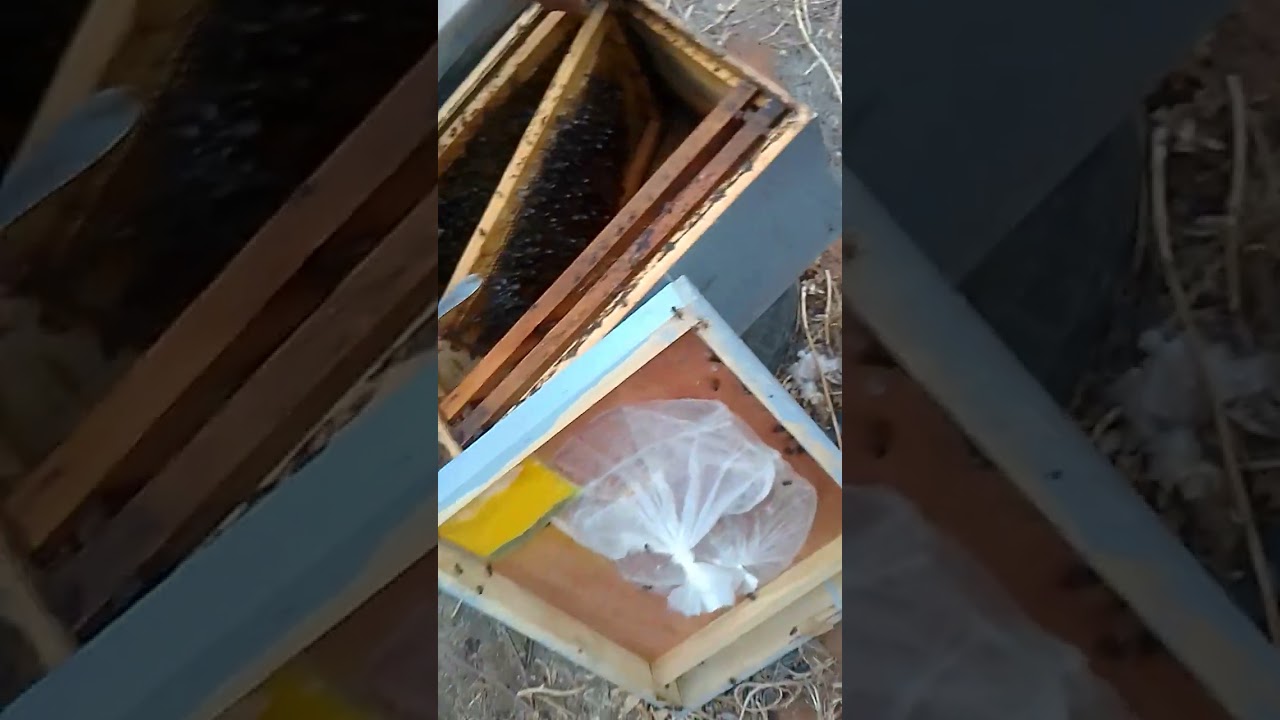 كيفية تدريج الخلايا بنتظام