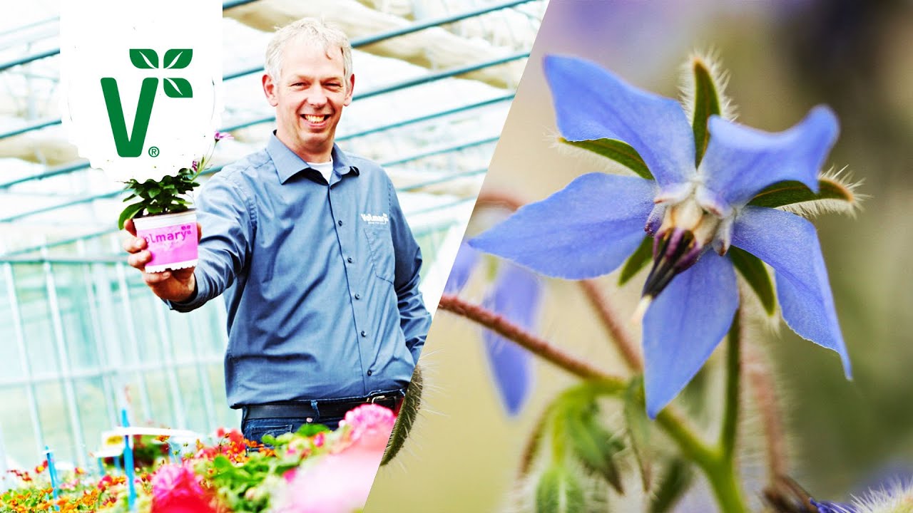 Essbare Blumen: Welche Blüten sind essbar? - Volkers Gartenwissen