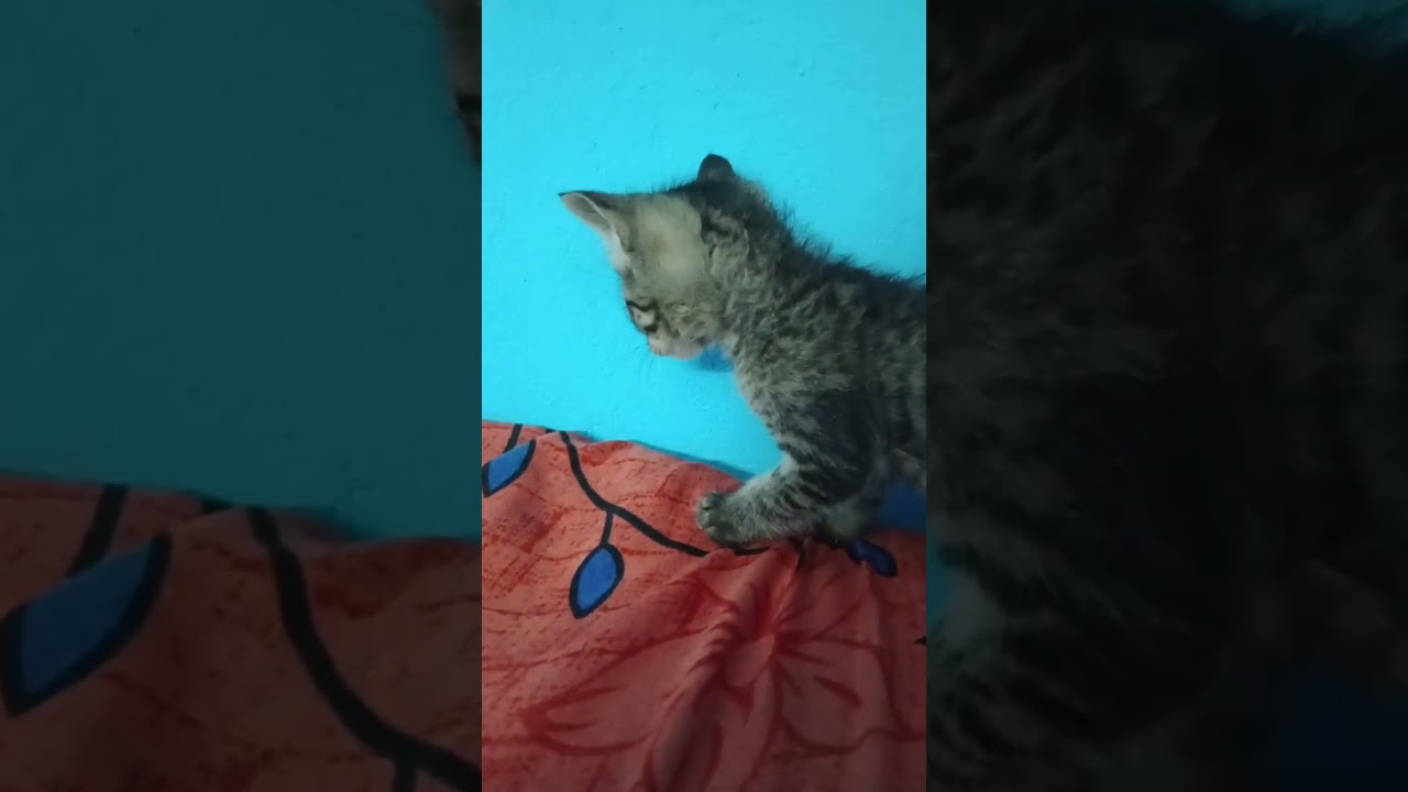 Ghar aaya ek nanha sher: Simba ke bacche 😄🐾 #phadivibes #cat 🏡 #minivlog #villagelife