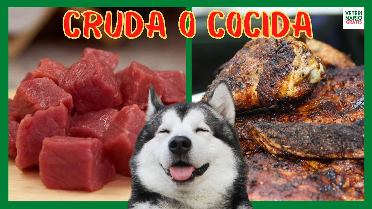 CARNE CRUDA O COCIDA PARA PERROS 💔 PROS Y CONTRAS