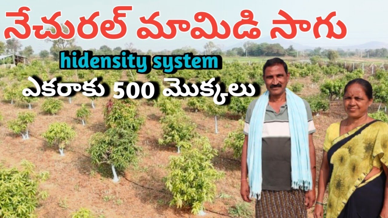Hidensity mango plantation in telugu/నేచరల్ పార్మింగ్, ఎకరాకు 500 మామిడి మొక్కలు