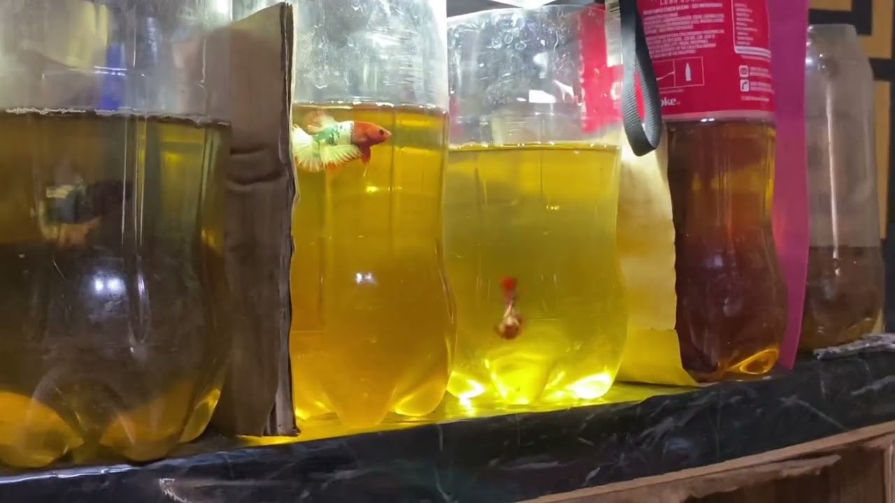 Betta | Sulit na Betta nanaman | Amparo Caloocan | Murang Betta | Japula