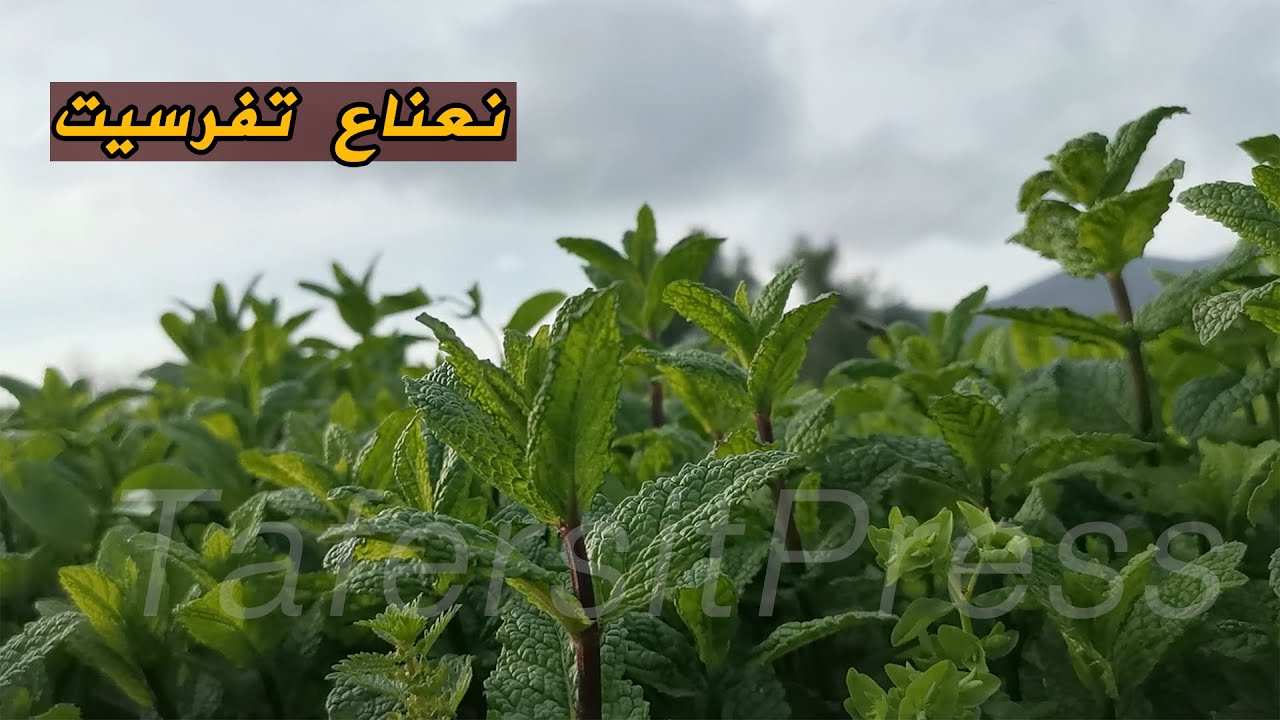 حقول رمساث بتفرسيت أبريل 2020