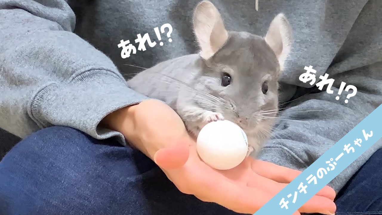 つるつる滑るおもちゃで遊ぶチンチラが可愛すぎる！