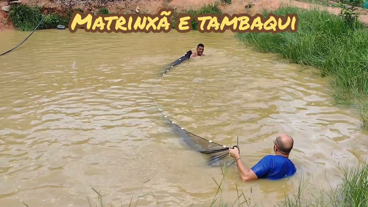 PEIXES DA CH&Aacute;CARA LIBERDADE - COMO PRODUZIR? #ch&aacute;cara #agriculturafamiliar #peixes #tambaqui