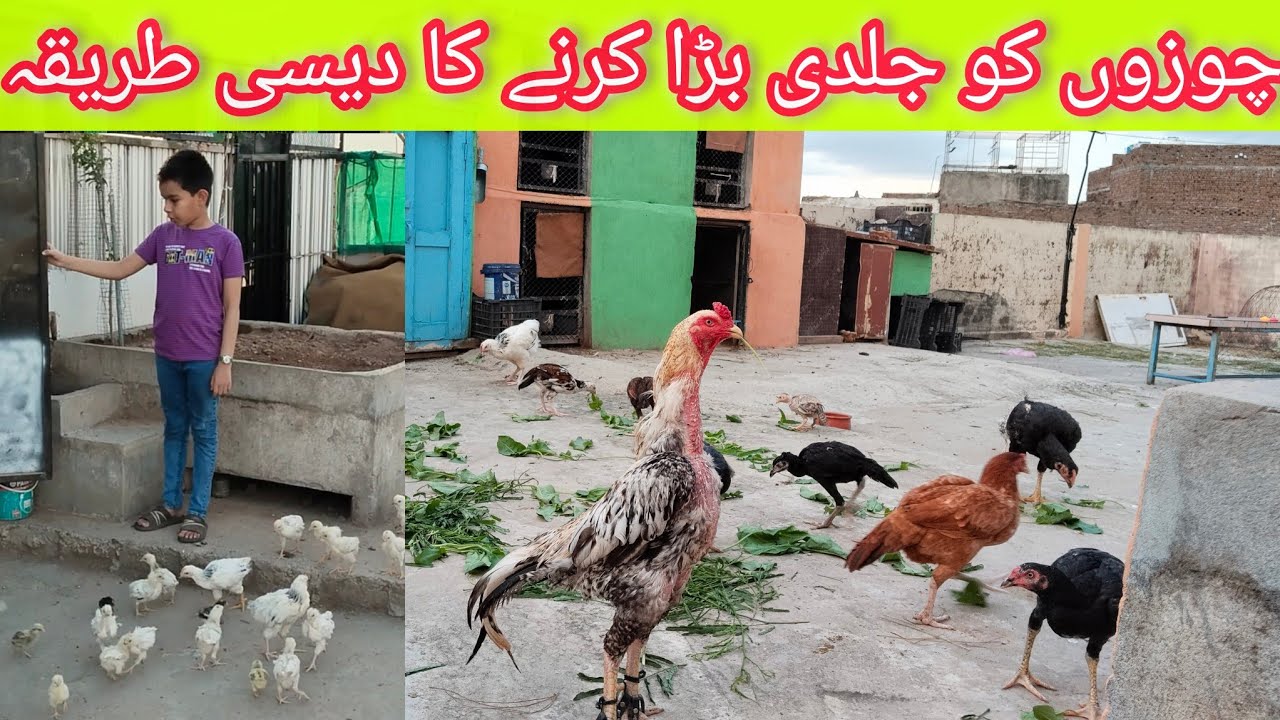 Fast Growth Secret for Baby Chicks | Grow Chicks 2x Faster Naturally!