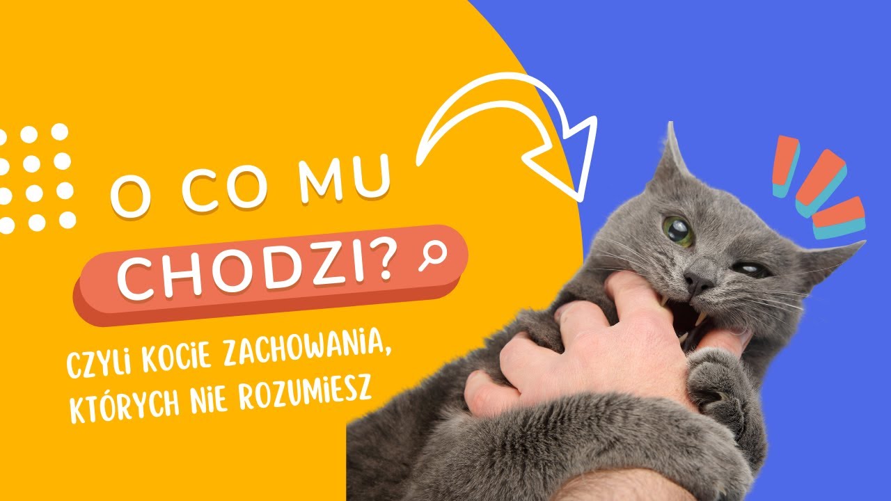 Dlaczego kot TO robi?