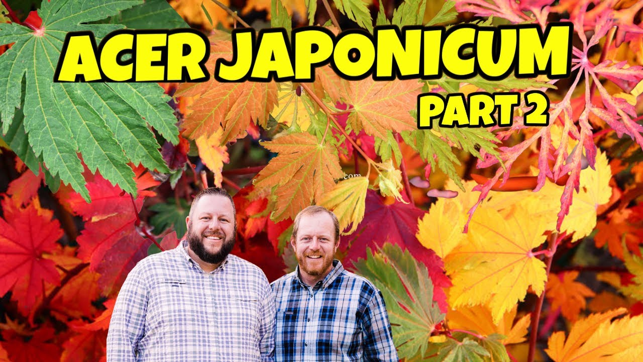 Acer Japonicum Part 2 |  Full Moon Japanese Maples | Saturday Showcase |