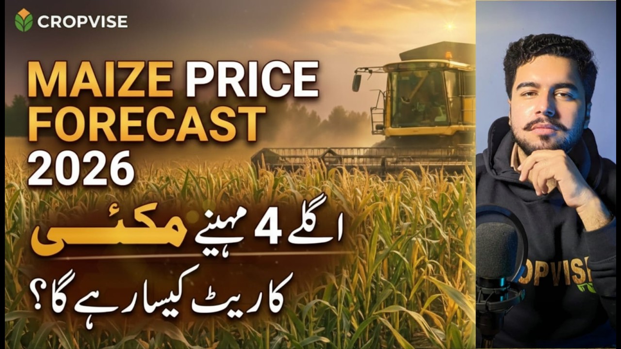 Maize Price Forecast 2026 | Will Corn Prices Crash or Recover ?