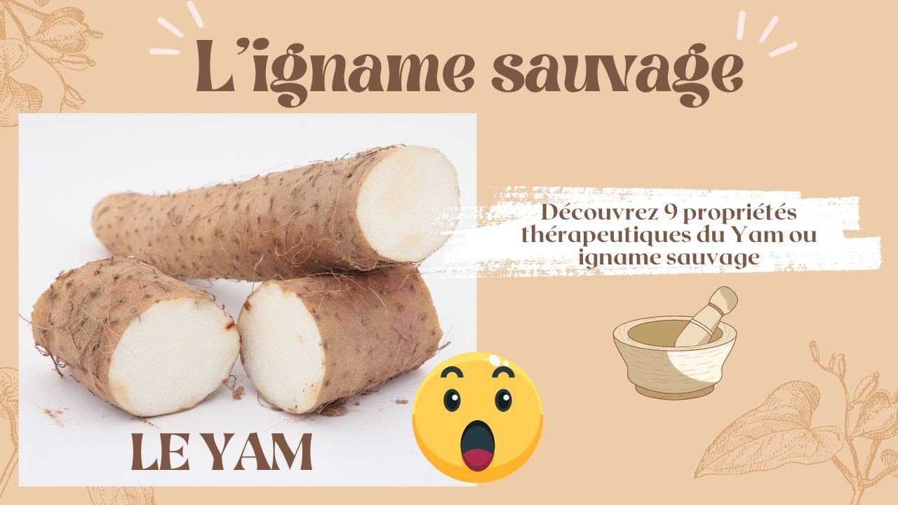 Tout ce que vous devez savoir sur le YAM ou IGNAME SAUVAGE