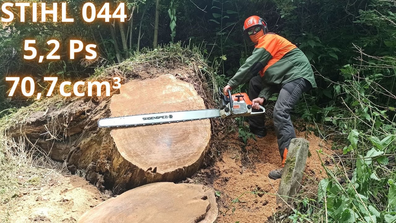 Stihl 044 vs. mächtige Eiche |5,2 PS und 70,7ccm³|