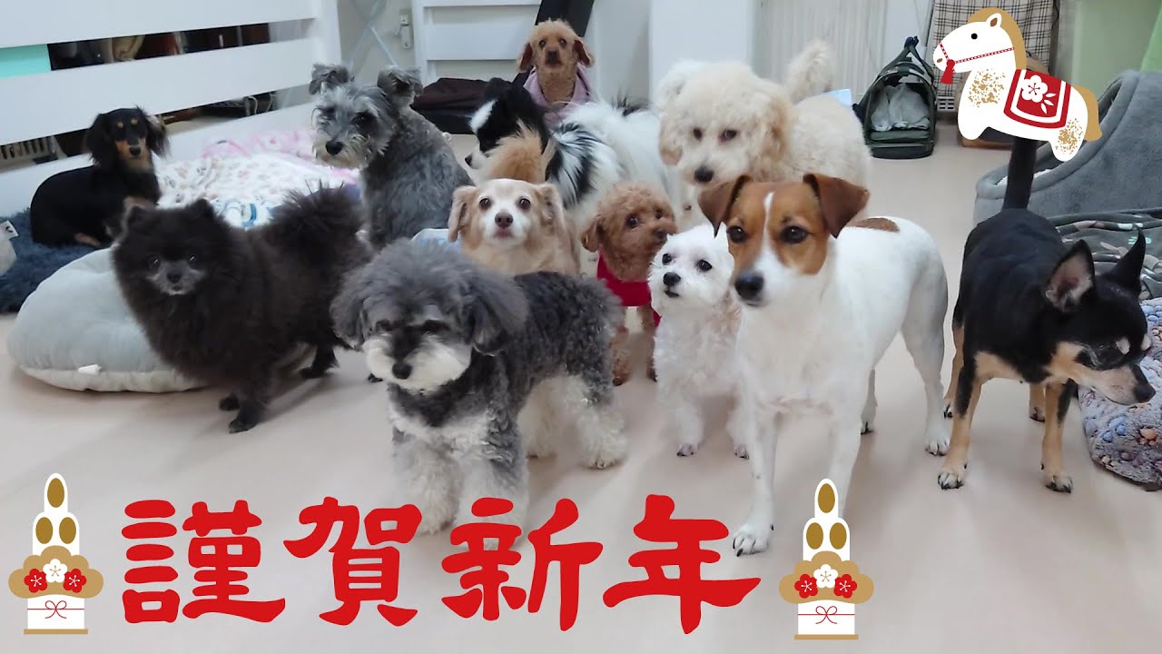 あけましておめでとーございまーす！　🐶ひみつきちなう！①🐶  2026年1月1日