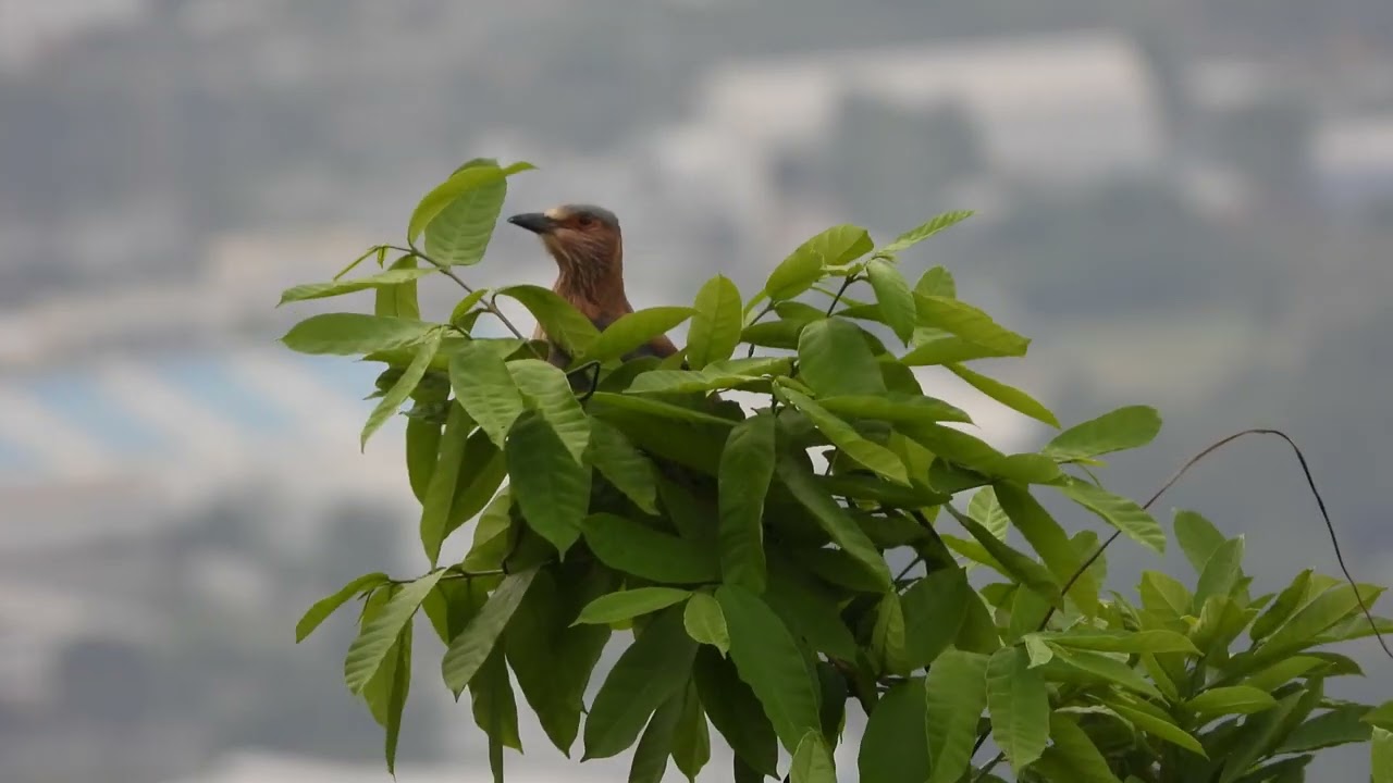Indian Bird : Indian Roller Bird Zooming From P1000