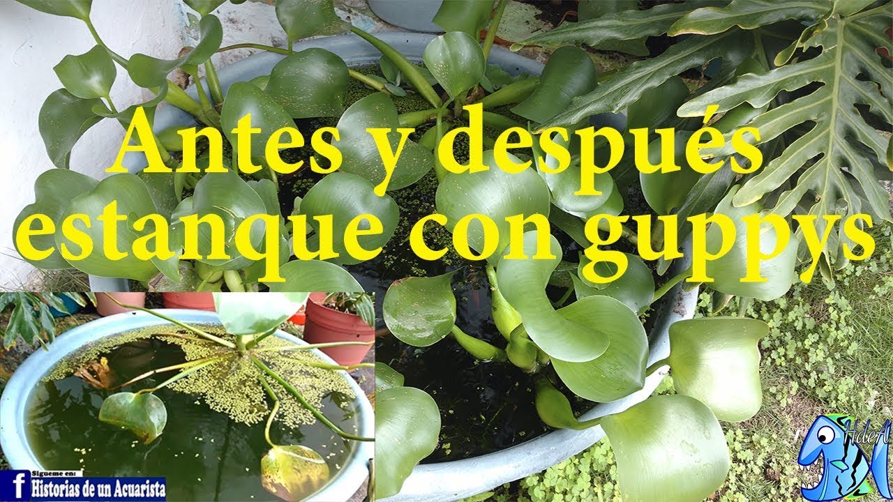 Antes y después estanque con guppys