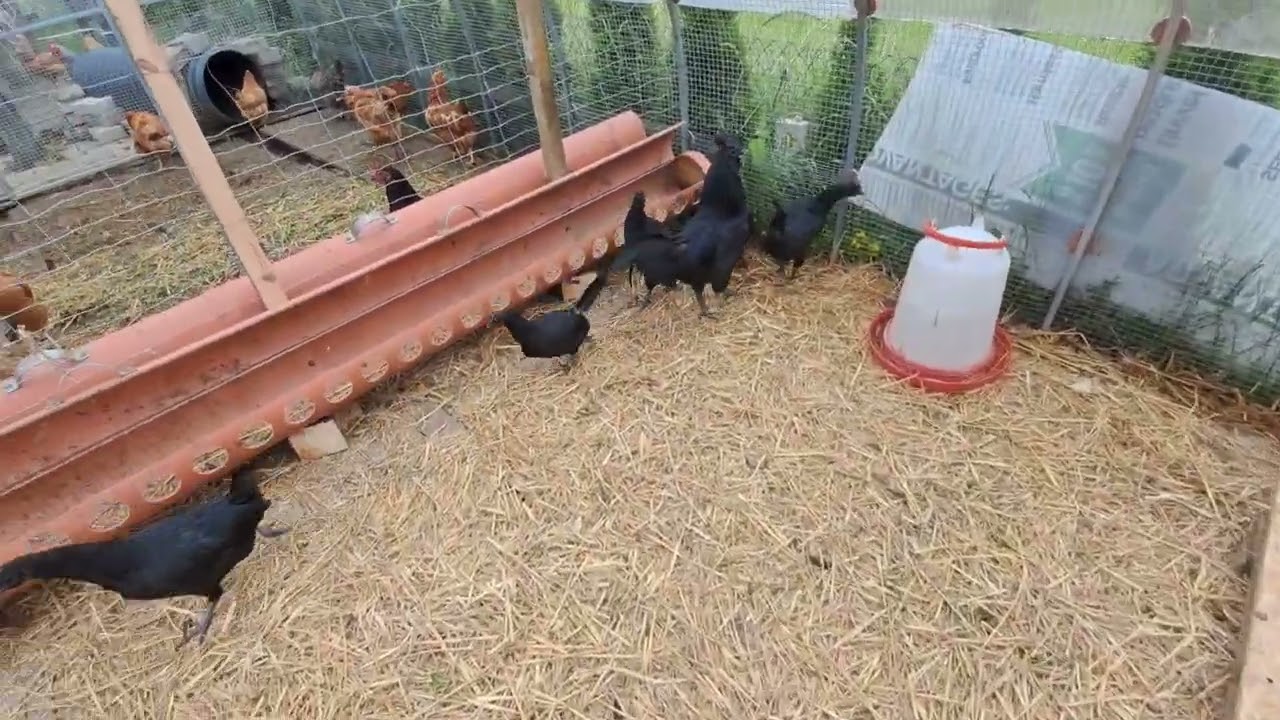 Ayam Cemani. Czarne kości, czarna krew, czarne mięso, ale czy jajka czarne??? Prawda czy fałsz.