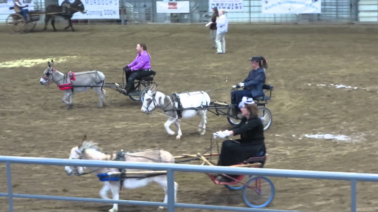 pleasure driving for donkeys