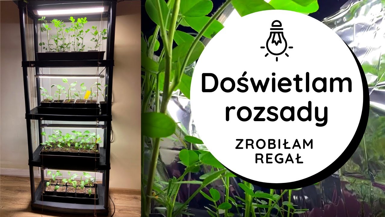 Domowy growbox💡 Tanie lampy do roślin, regulowana wysokość oświetlenia, regał do doświetlania roślin