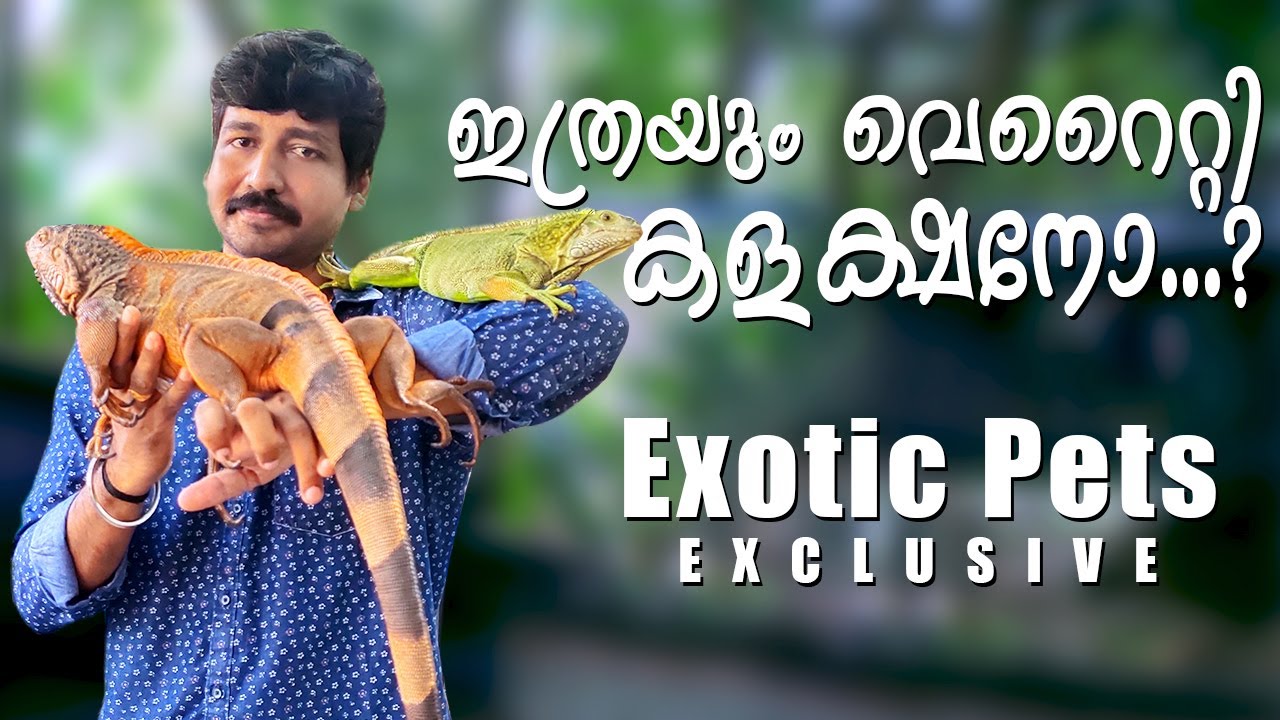 Exotic Pets ൻ്റെ തകർപ്പൻ കളക്ഷൻ | Rare collection of Exotic Pets in Kerala