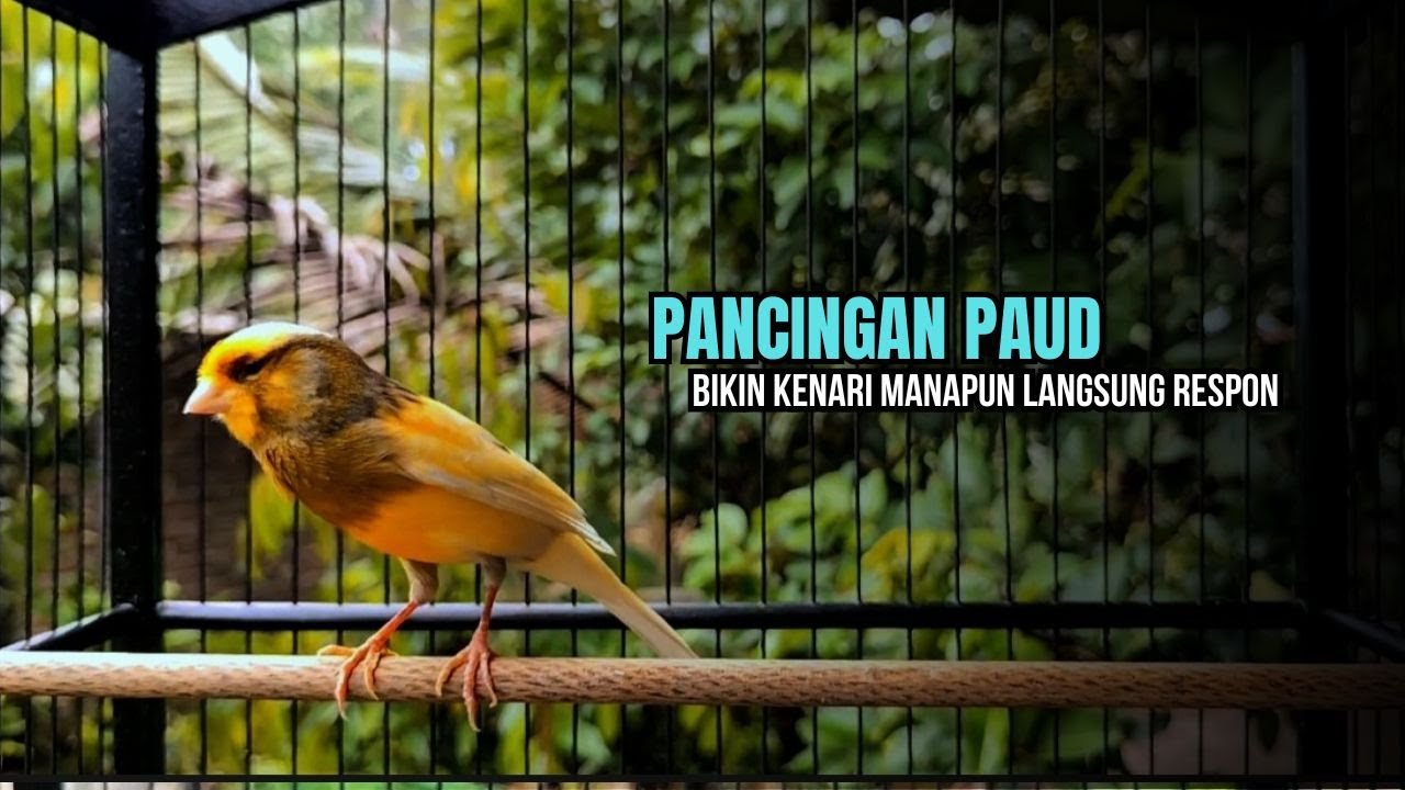 kenari GACOR panjang cuit cuit EMOSI, pancingan kenari paud belajar bunyi, terapi CANARY MACET