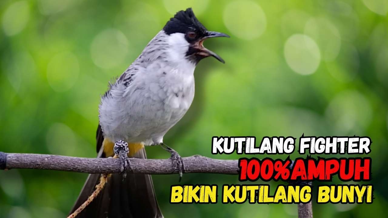 Suara Burung Kutilang FIGHTER Gacor  Cocok Untuk Pancingan Agar Bunyi