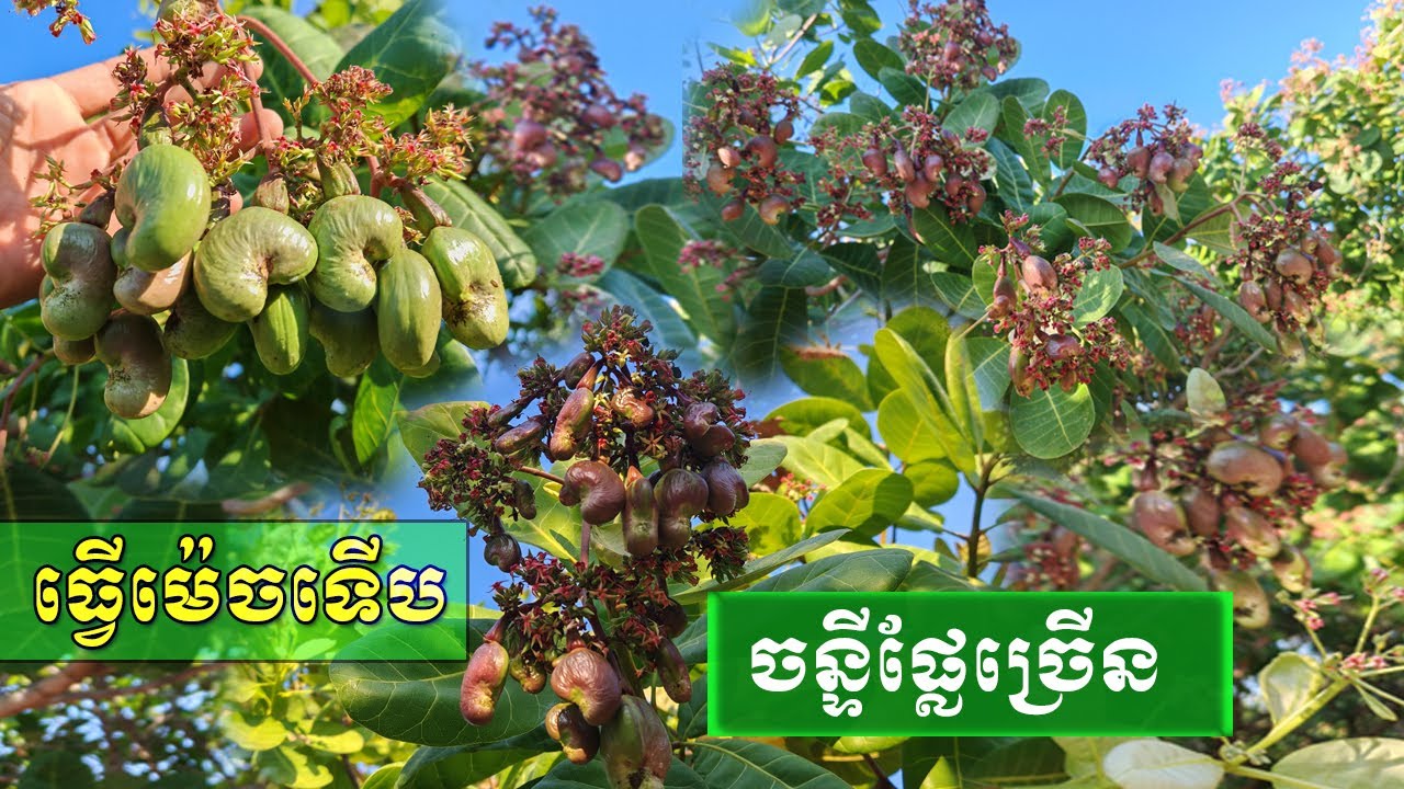 តើធ្វើដូចម្ដេចទើបស្វាយចន្ទីមានផ្លែច្រើន?