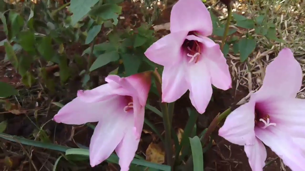 The charm of February