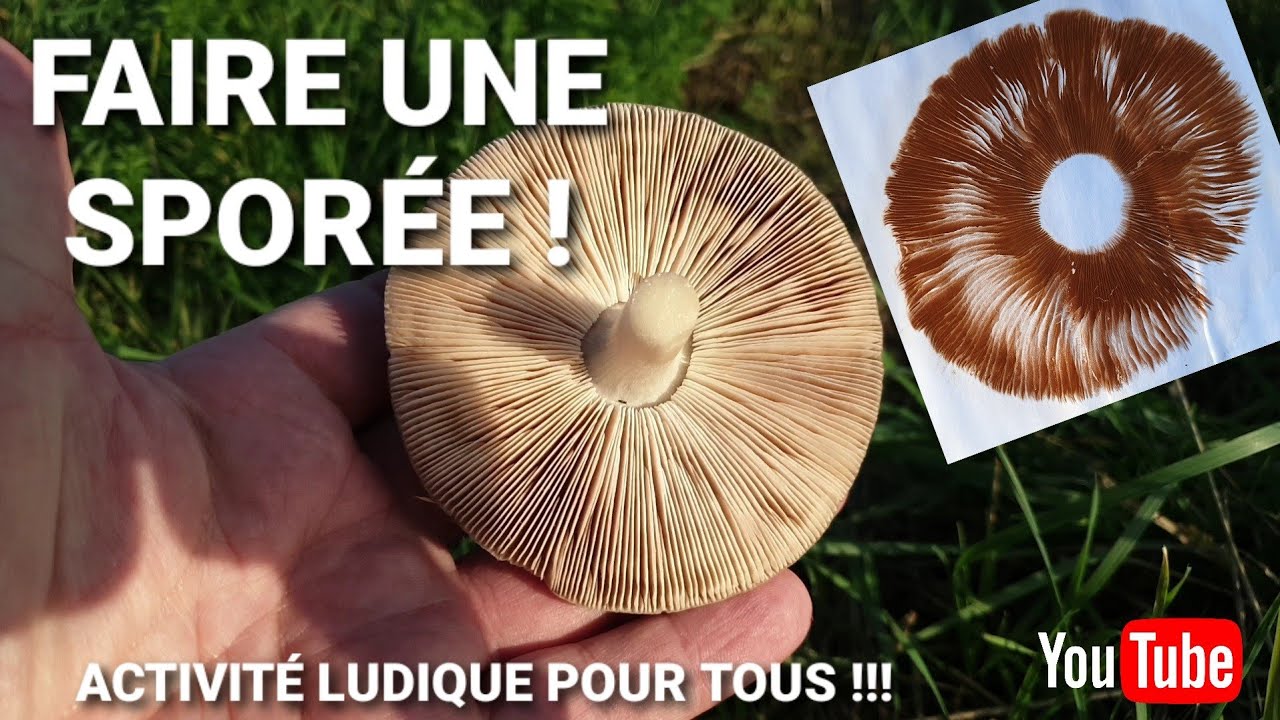 Comment faire une sporée ! Atelier ludique à faire en famille ! [Cueillette des champignons]
