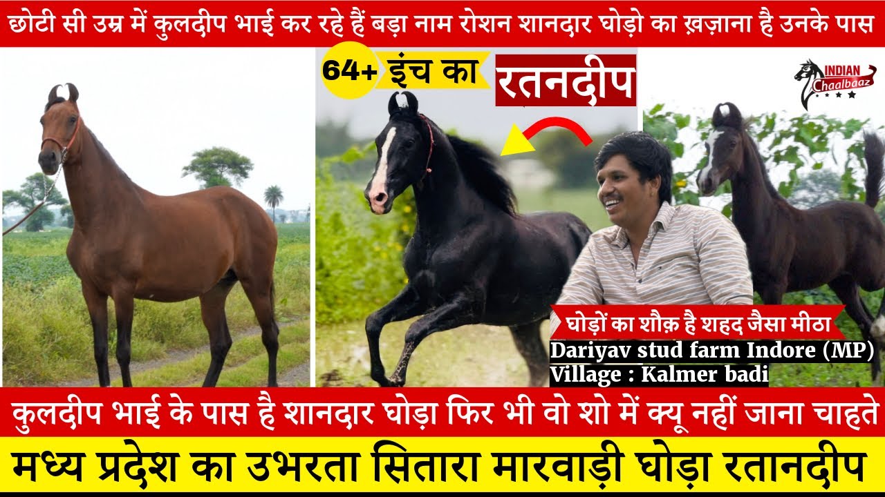 छोटी सी उम्र में कुलदीप भाई कर रहे हैं बड़ा नाम रोशन शानदार घोड़ो का ख़ज़ाना है उनके पास