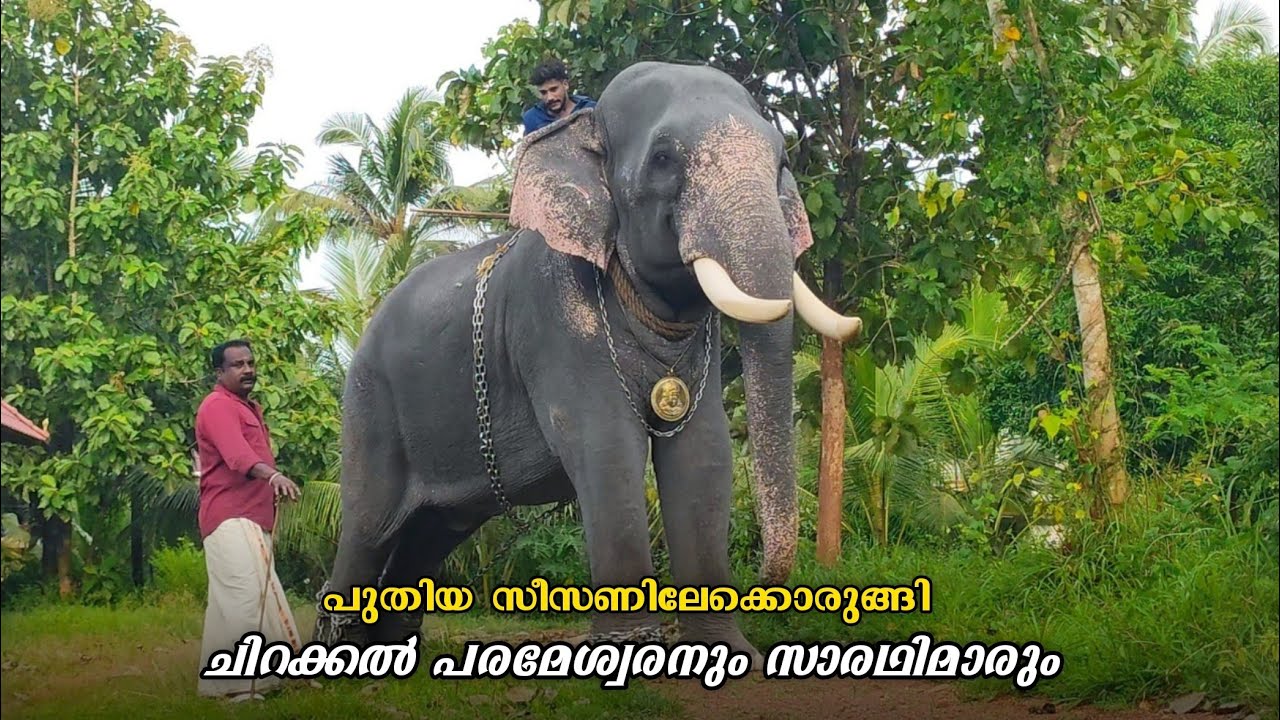 നീരുകാലത്തിന് ശേഷം ചിറക്കൽ പരമേശ്വരൻ😍🔥,ഇന്നത്തെ ചെറിയ വഴിയടി  Chirakkal Parameswaran