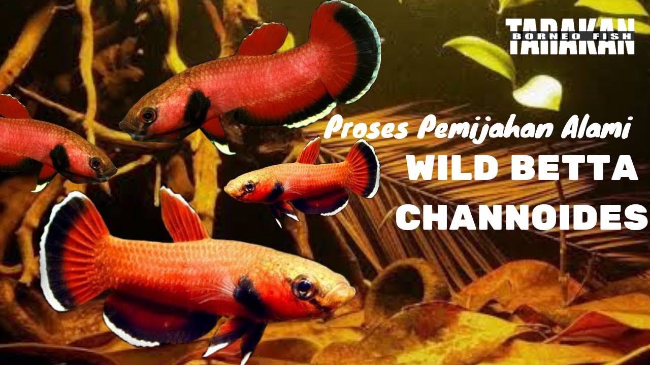 Mengintip Proses Pemijahan Alami Cupang Alam Wild Betta Channoides Farm Tarakan Borneofish
