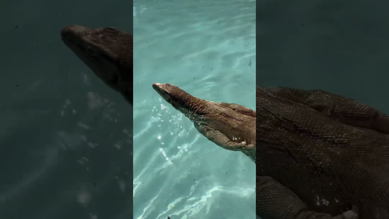 ASIAN WATER MONITOR SWIMMING              #reptile #lizard #monitorlizard
